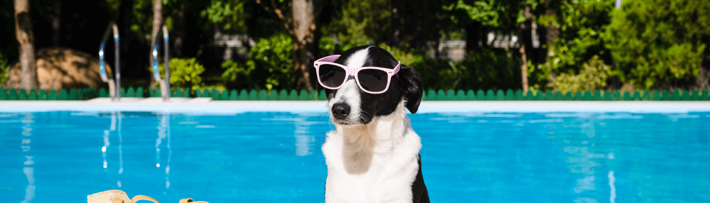 Pet Pools - Stevvex.com