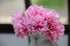 6pcs Silk Stamen Artificial Flower Bouquet Wedding Party Decoration Handmade Wreath Gift Scrapbooking Craft Fake Flowers